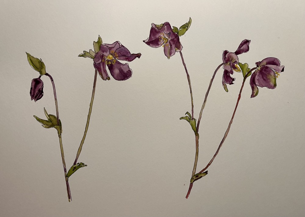 A Sprig of Hellebores