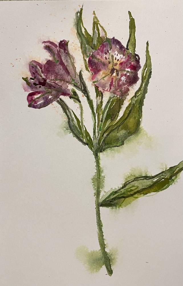 Alstroemeria for Friendship