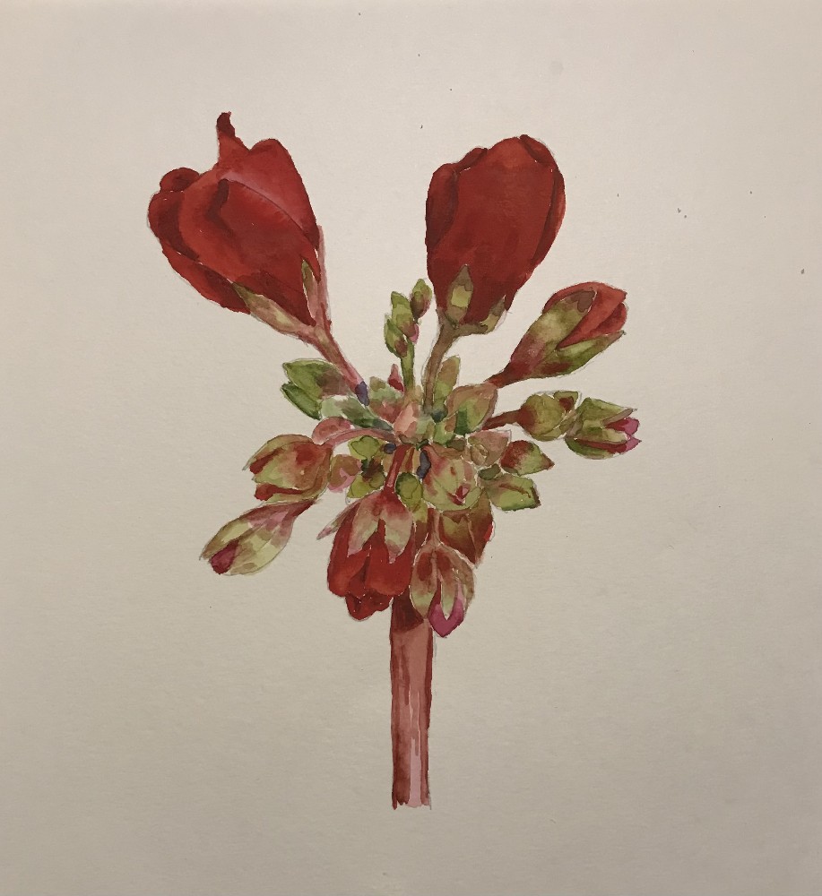 Geranium Buds