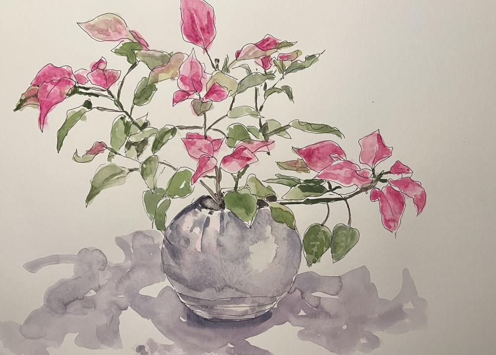 Herbies Pink Poinsettia