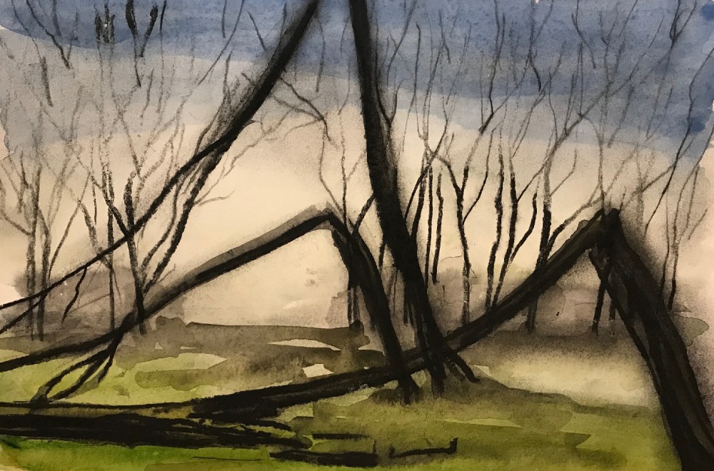 Hornbeams Felled by Eunice