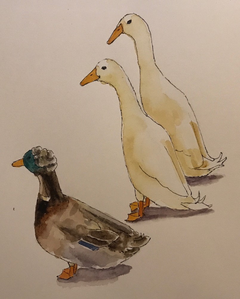 Indian Runners and a Mallard