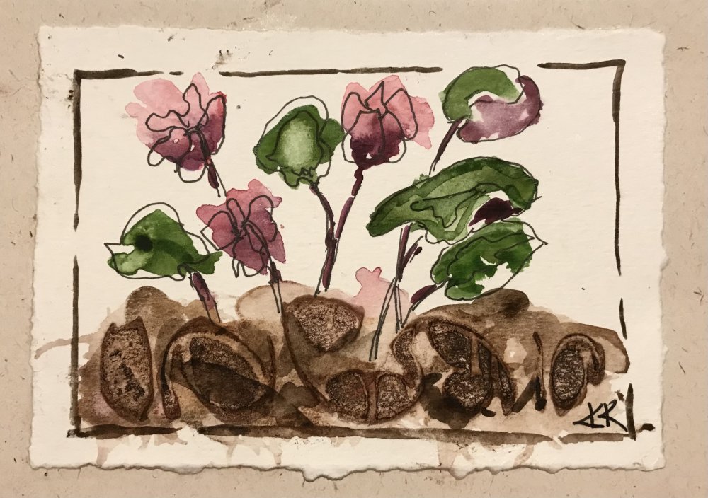 Shy Cyclamen