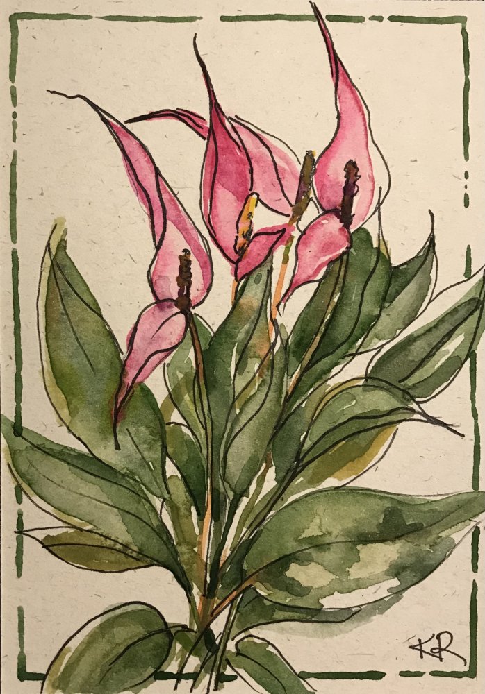 Anthurium Lilli