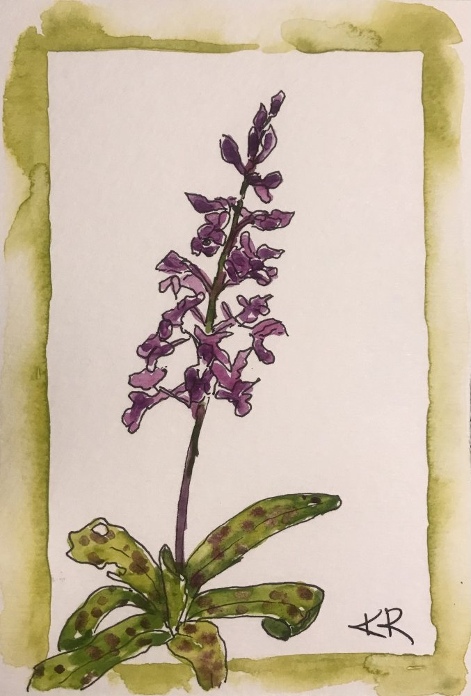 Wild Purple Orchid for Happiness