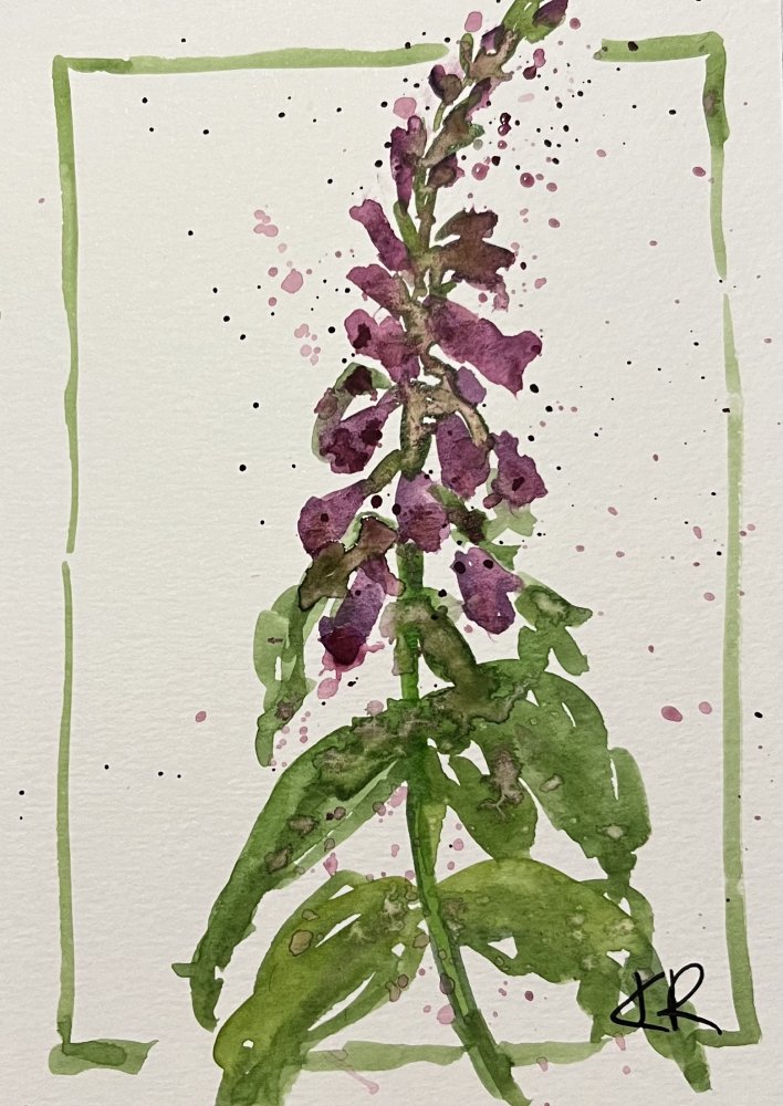Foxglove for Conundrums