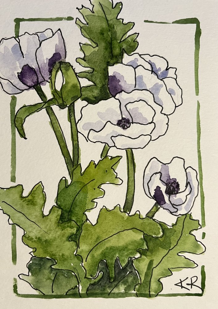 White Poppy for Peace and Remembrance