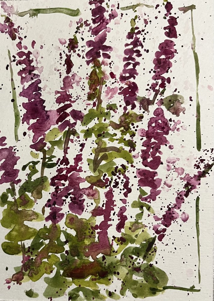 A Swathe of Foxgloves