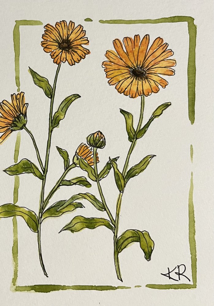Feverfew