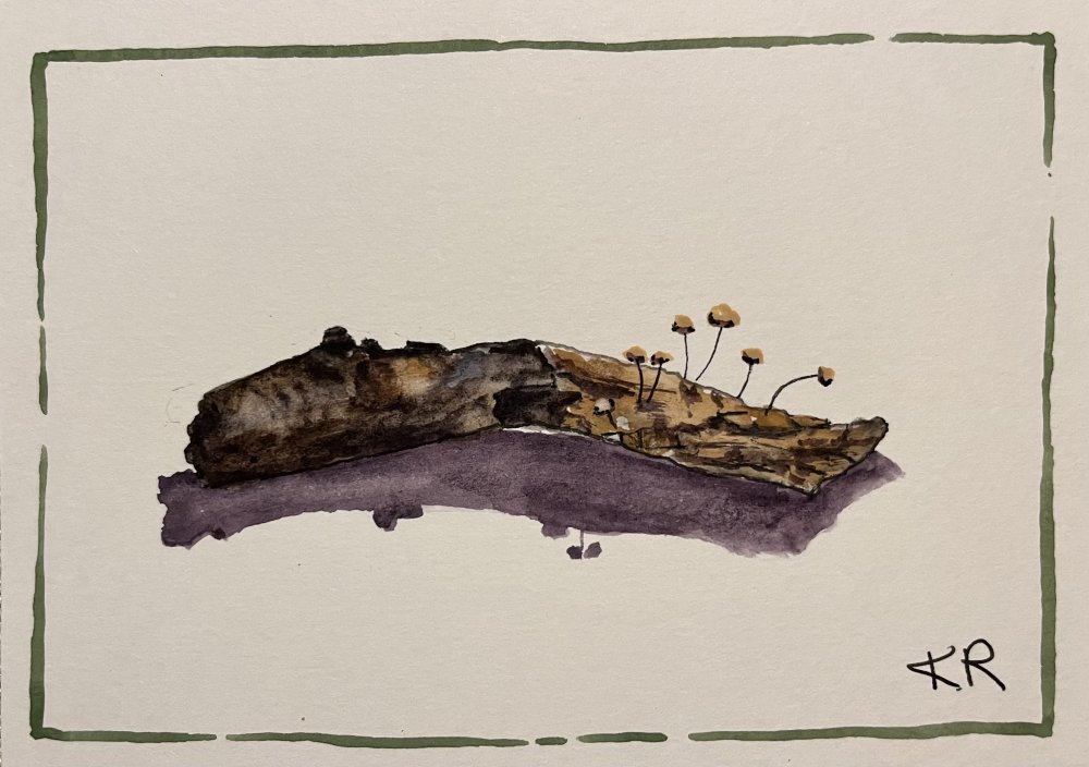 Tiny Fungi on a Twig