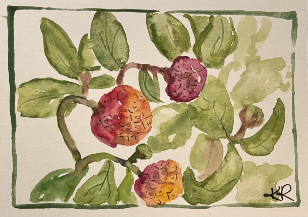 Cornus kousa with Fruit