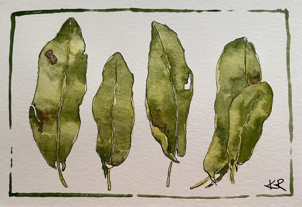 Foraging for Sorrel