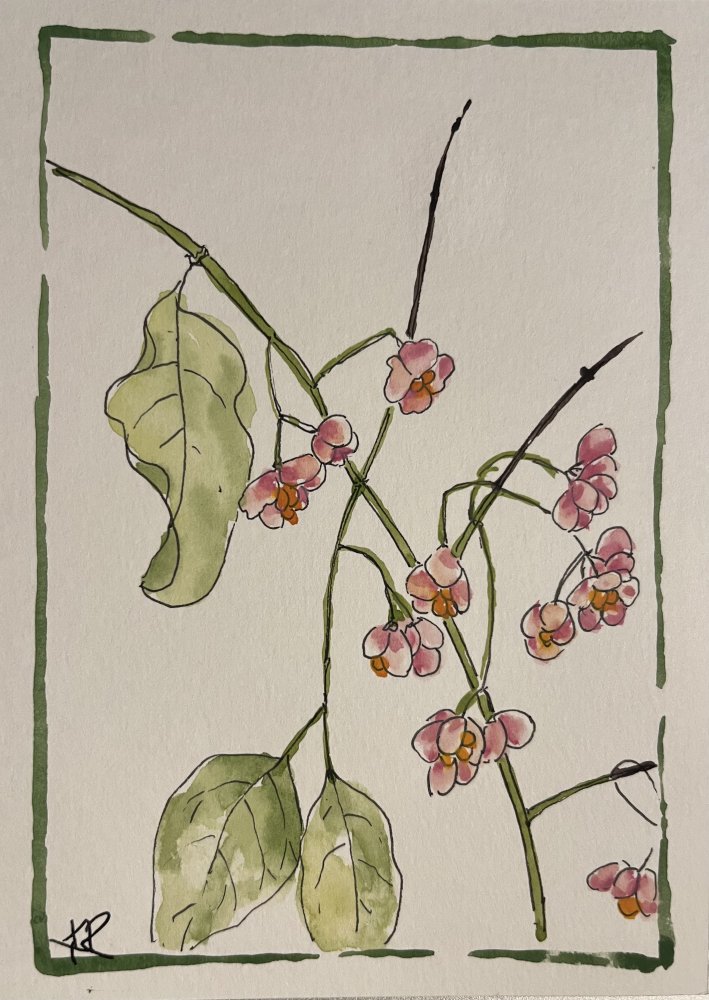 Spindleberry