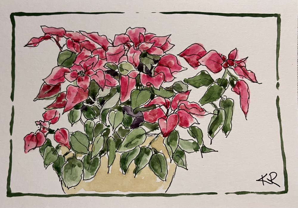 Herbie's Euphorbia pulcherrima